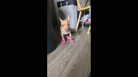 The dog is dancing in socks