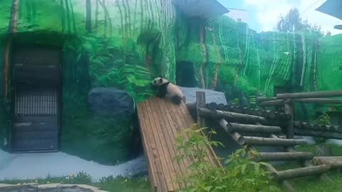 Teen Panda moved into his new pad 😍