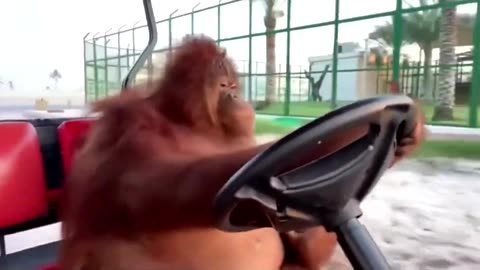 An orangutan driving a golf cart, checking the rear-view mirror, being cautious, and slowing down