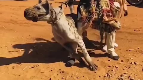 SCARY HYENA as a PET 😱😱 | Funny pets Africa | HQ