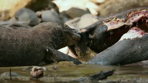 Komodo dragon eats buffalo