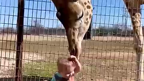 Cute Giraffe Gives Baby Smooches!