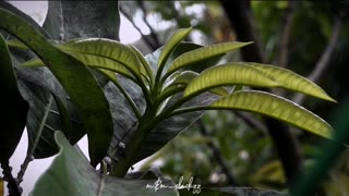 Some new leaves between old leaves...💚