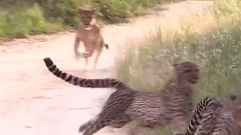 Lioness Chasing Two Cheetah Brothers