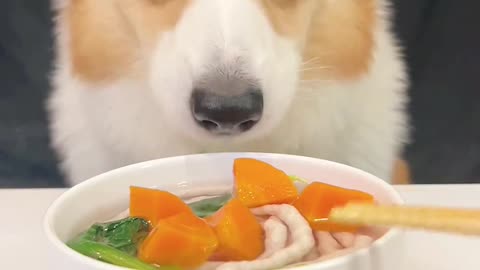 Corgi eating Chinese cabbage and rabbit meat noodles🥕