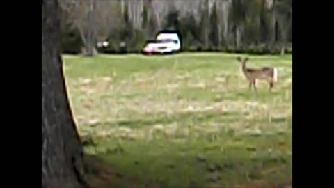 2024-05-01 - WHITE TAILED DEER IN MY BACK YARD