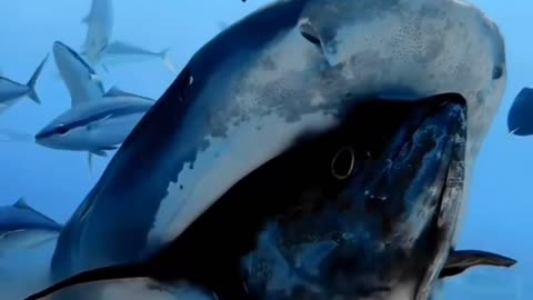 Feeding Frenzy- Tiger Shark Devours Massive Yellowfin Tuna