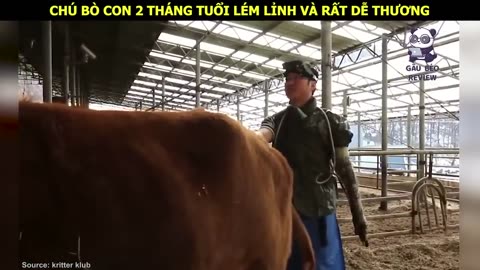 Ông Lão cứu sống Con Bê hai năm sau nó đã trở thành cháu gái của Ông - Review Con Người Và Cuộc Sống