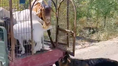 Live stock guard 🐕 dog... Funny animal video