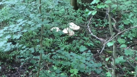 Macro Lepiota The parasol Mushroom, if you Like Mushrooms then You Should Know It