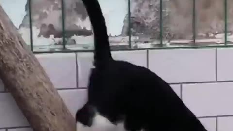 Gatos acróbatas