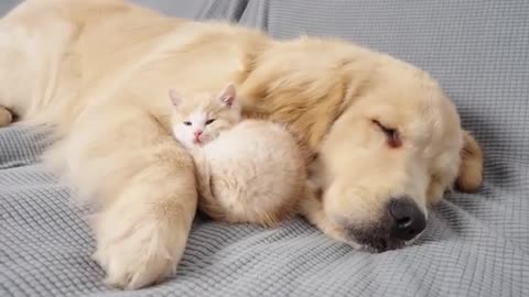 Kitten With Separation Anxiety Can't Sleep Without Golden Retriever