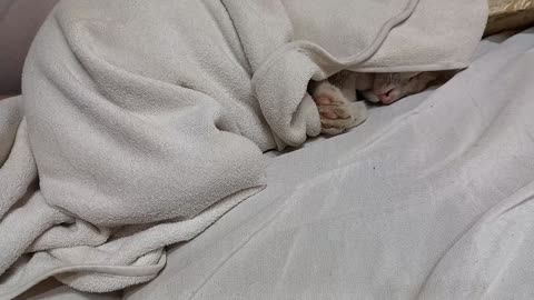 The velvet was wet in the rain, now it is sleeping under the blanket