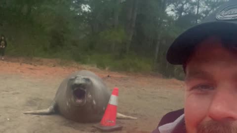 Neil the Seal Telling Me Who's Boss