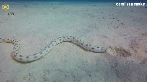 Coral Sea Snake