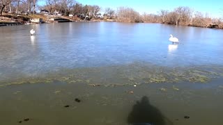 Swans on the ice