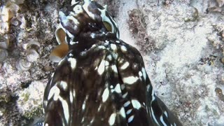 Octopus Climbs on Divers Arm