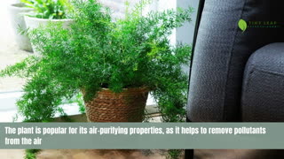 Asparagus Fern