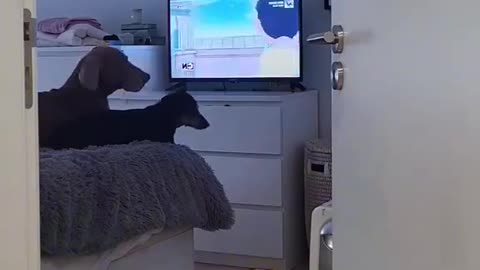 Dogs Demand Cartoons