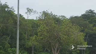 Embraer 195 PR-AXK vindo de Tefé e Airbus A321 PT-XPA vindo de Brasília