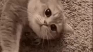 Cute Cat Gif