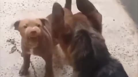Pitbull puppy with gsd dog real fight #shorts #fight #trending #vira