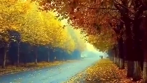 Find a road of fallen leaves，walk in the morning light