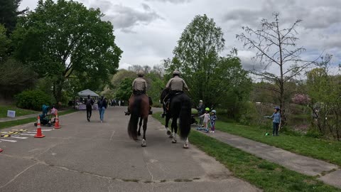 Two Horses in Boston