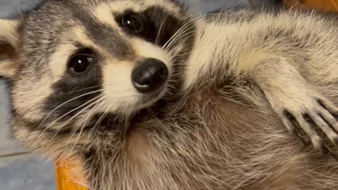 Biscuits the Raccoon Chills in Kitchen Drawer