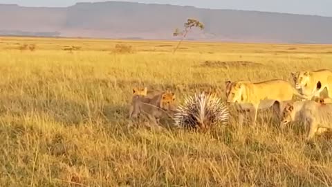 Porcupine Too Danger! Lion, Leopard and Python Risked Their Lives When Hunting Porcupine | Wildlife