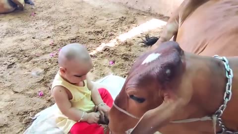 Cute- Baby- Girl & Cow