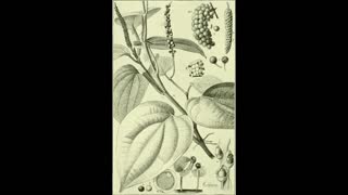 Plant Culture 02 Piper guineense Ethnobotany