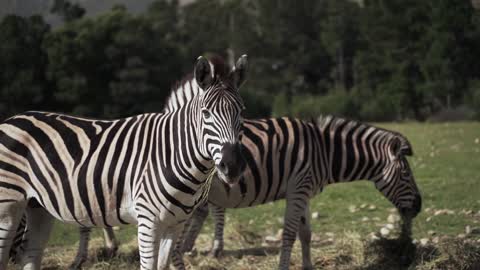 Zebras: Striped Mammals With Amazing Functions