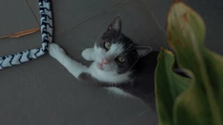 coverr a beautiful domestic cat with green eyes 1080p