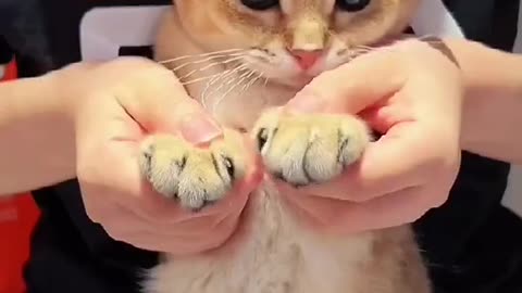 Am I cute#fyp #foryou #top #cat #catsoftiktok #asmr #