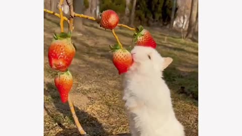 Cute Rabbit Eating Strawberries