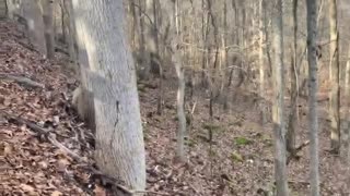 Man Rescues Cat With Can Stuck on Its Head