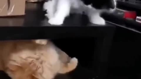 Funny pets video😂😂