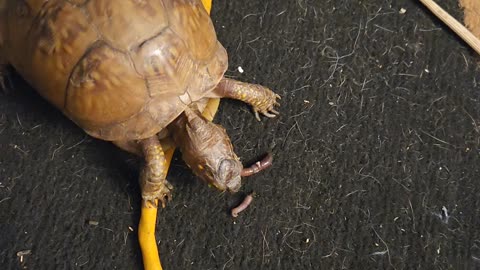 Yoda gettin her treat