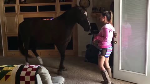 Horse Walks Inside House To Chill With Owner