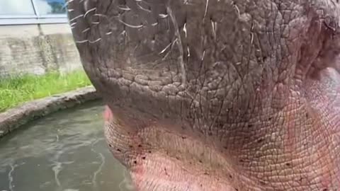 how Hippo to eat water melon