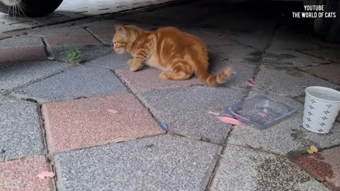 Hungry Mother Cat beats the Kitten by not sharing its food even with her own Kitten.