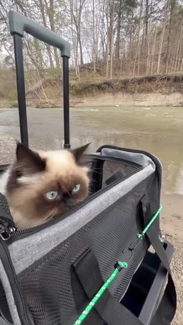 By The River #shortvideo #himalayancat #cuteanimal #cute #subscribers #shortvideo #cat #shortsviral