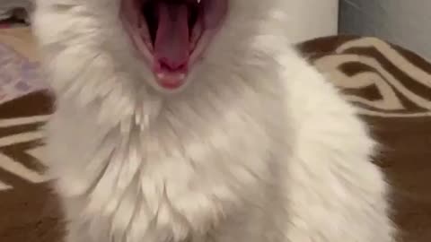 Yawning all day