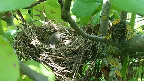 Nestling in the nest.