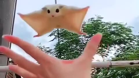 Flying Squirrel Known as a Sugar Glider