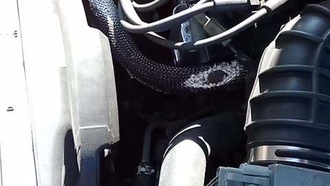 1995 Ford Escort Dropped Valve Seat?