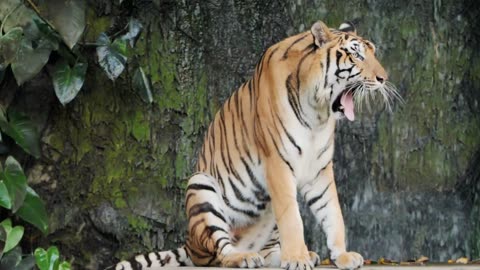 Incredible footage of a tiger eating raw meat!