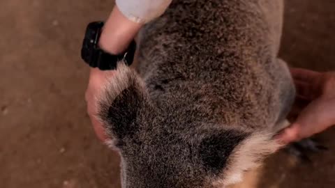 Koala Being Taken From The Ground