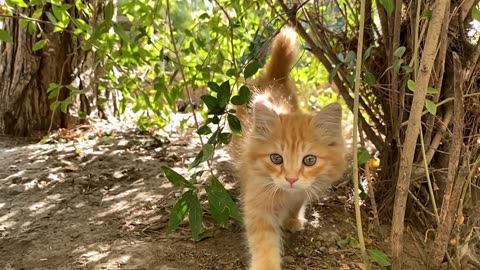 Adorable sleepy cat